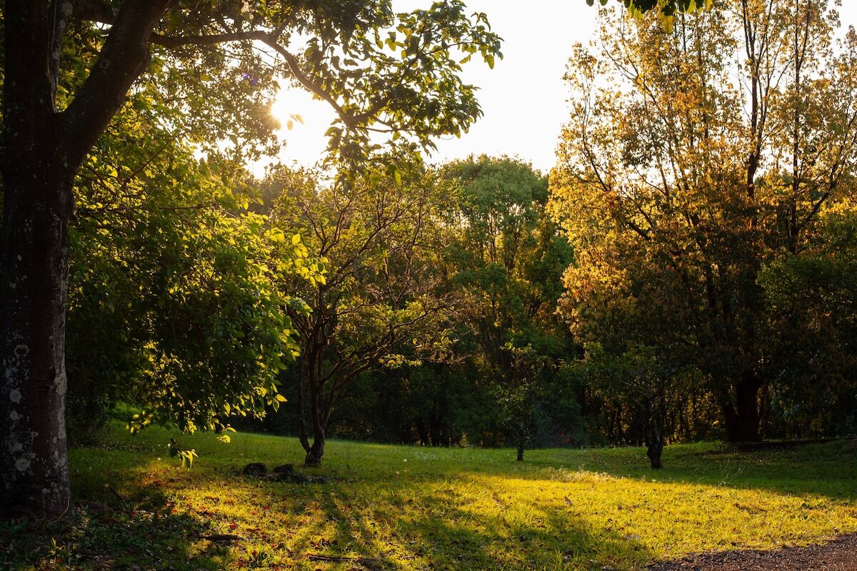 Fruit plants and long grass on the property at golden hour